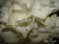 /album/ciko/dsc08176-copy-jpg/